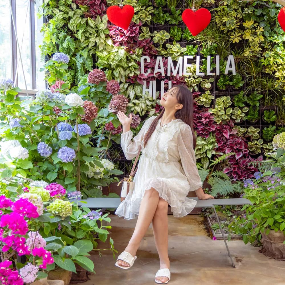 camellia-hill