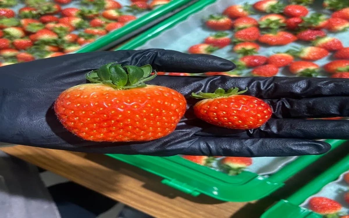 jeju-strawberry